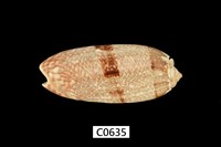 藏品(金唇榧螺)的圖片